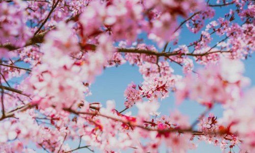 婴儿可以用花类洗澡吗-婴儿可以用花类洗澡吗网—知名的婴儿可以用花露水洗澡吗网站,分享婴儿可以用花类洗澡吗知识